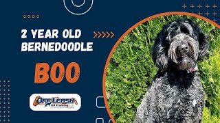 Bernedoodle, 2 y/o, 'Boo' | Best Bernedoodle Obedience Training Spokane