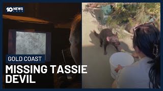 Missing Tasmanian Devil Sparks Prank Calls And Fake Sightings | 10 News