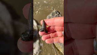 Sweet mako shark tooth found on the beach at Calvert Cliffs!