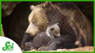 Bears Have Babies While They’re Hibernating