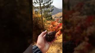 Осень в лесу Сукок. Ташкентская область..