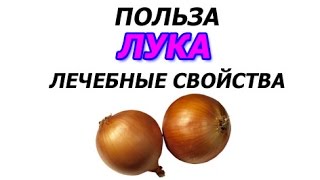 Польза лука и лечебные свойства Польза лука и лечебные свойства