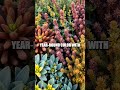 Terraced Revival A Pollinator Paradise