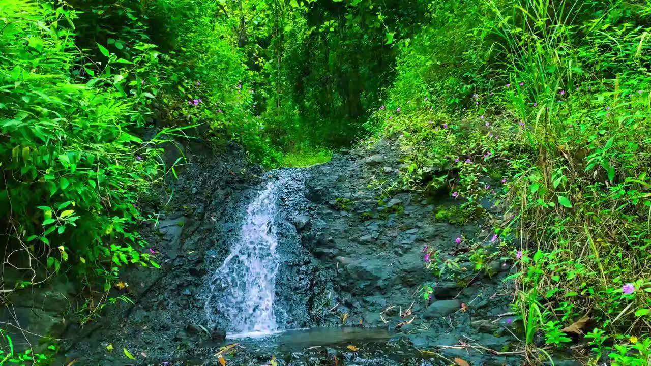 Live Stream 🌿Lost in the Forest I Sleep Deeply with River Sounds | Natural White Noise for Bedtime🍃🎧