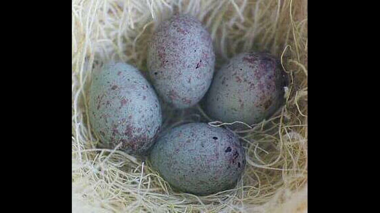 اناث الحسون ، كيف تجهز الانثى للتزاوج وكيف تتفادى مشاكل الاناث والوصول الى الجهوزية التامة