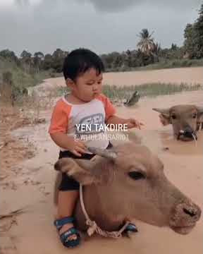 STORY WA LUCU || WIDODARI VOC WOROWIDOWATI