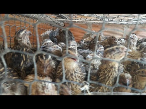 VEJA INVENÇÃO que faz nascer grande quantidade de pintinhos de codornas (Canal TV Vida No Interior)