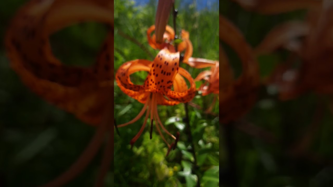 beautiful tiger lily (black dots in orange colour)