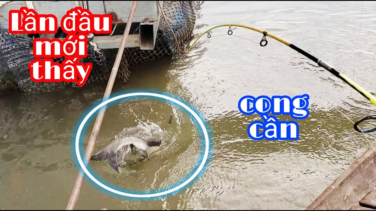 GỌNG CÁ MỚI, DÍNH THỨ DỮ ? AI NGỜ  DÍNH ĐƯỢC CON CÁ NÀY, - FISHING