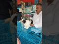 pet Market kolkata 😍/lowest price puppy dog/Gallif Street dogs #shorts #viral #dog #dogs #doglover