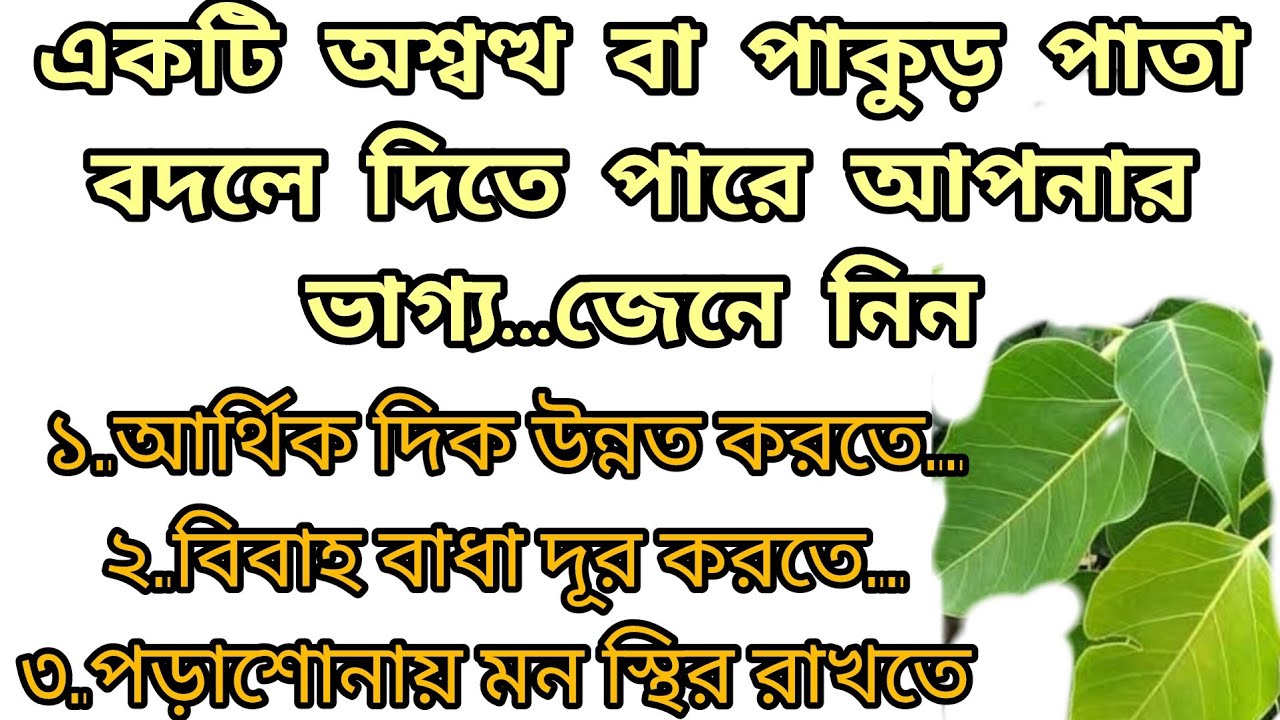  অশ্বত্থ পাতা দিয়ে করুন ইচ্ছাপূরণ#vastutips#vastu@গোপু - YouTube Motiv 