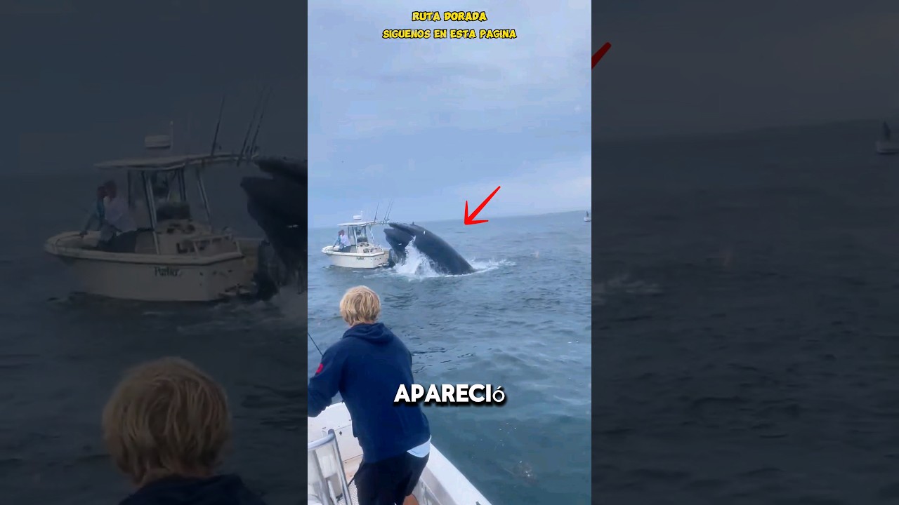 PESCA IMPACTANTE: ¡Ballena gigante arrasa con barco!
