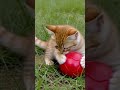 Cute Cat #cat #kitten #littlecat #cute #cutecat #funnycat #funny #search #shorts #feed #feedshorts