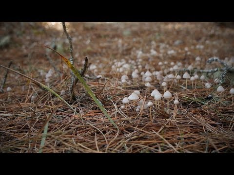 ვიდეო: წიწაკის სოკო. არის ის საკვები?