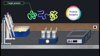 Western Blot Method - Animated Video