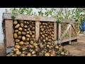 Je ne peux pas le croire cultiver des pommes de terre sur une palette a tant de tubercules