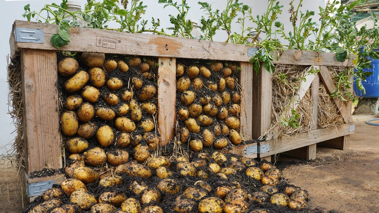 I can't believe it; growing potatoes on a pallet has so many tubers