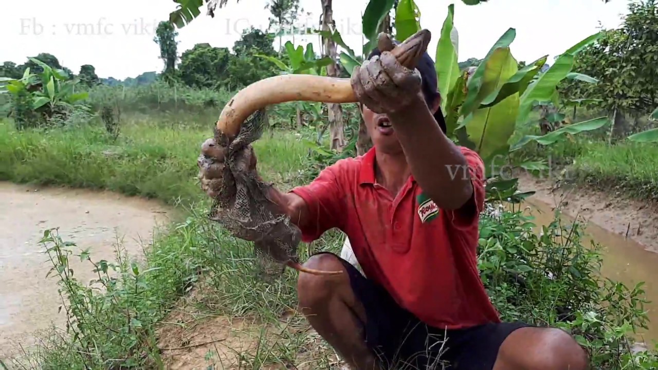 Mancing Belut Besar Di Kalimantan Timur YouTube