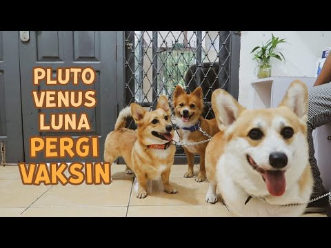 Video: Apakah Anjing Saya Benar-Benar Perlu Vaksinasi?