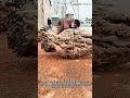 ゴツゴツした木の根を見事な木工アートに変える：根の彫刻のプロセス 木工の驚くべき変貌