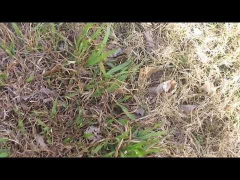 Βίντεο: Broomsedge Grass - Συμβουλές για τον έλεγχο του Broomsedge