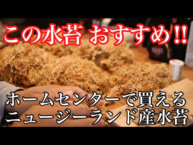 水苔】コウモリラン・ビカクシダを始めたい方必見！おすすめの水苔