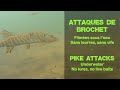 Attaques de brochet filmées sous l'eau - Caméra plongée (underwater) - Sony HDR AS-15