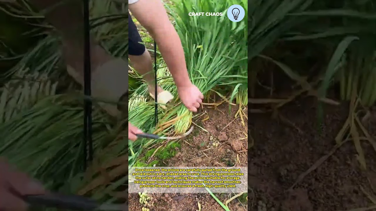 The process of onion harvesting from the garden