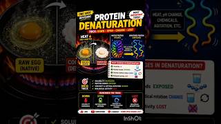 🔥 Protein Denaturation !DOWN ➝ OPEN ➝ CHANGE ➝ LOST 😱🧠Ab Protein Denaturation kabhi nahi bhoologe! 💯