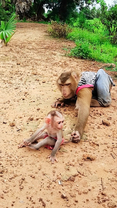 lovely Animals Are Famous, Best SokYaa And SokHaa Very Smart And Amazing Video #shorts