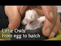 Little Owls | From Egg to Hatch | Breeding Birds of Prey