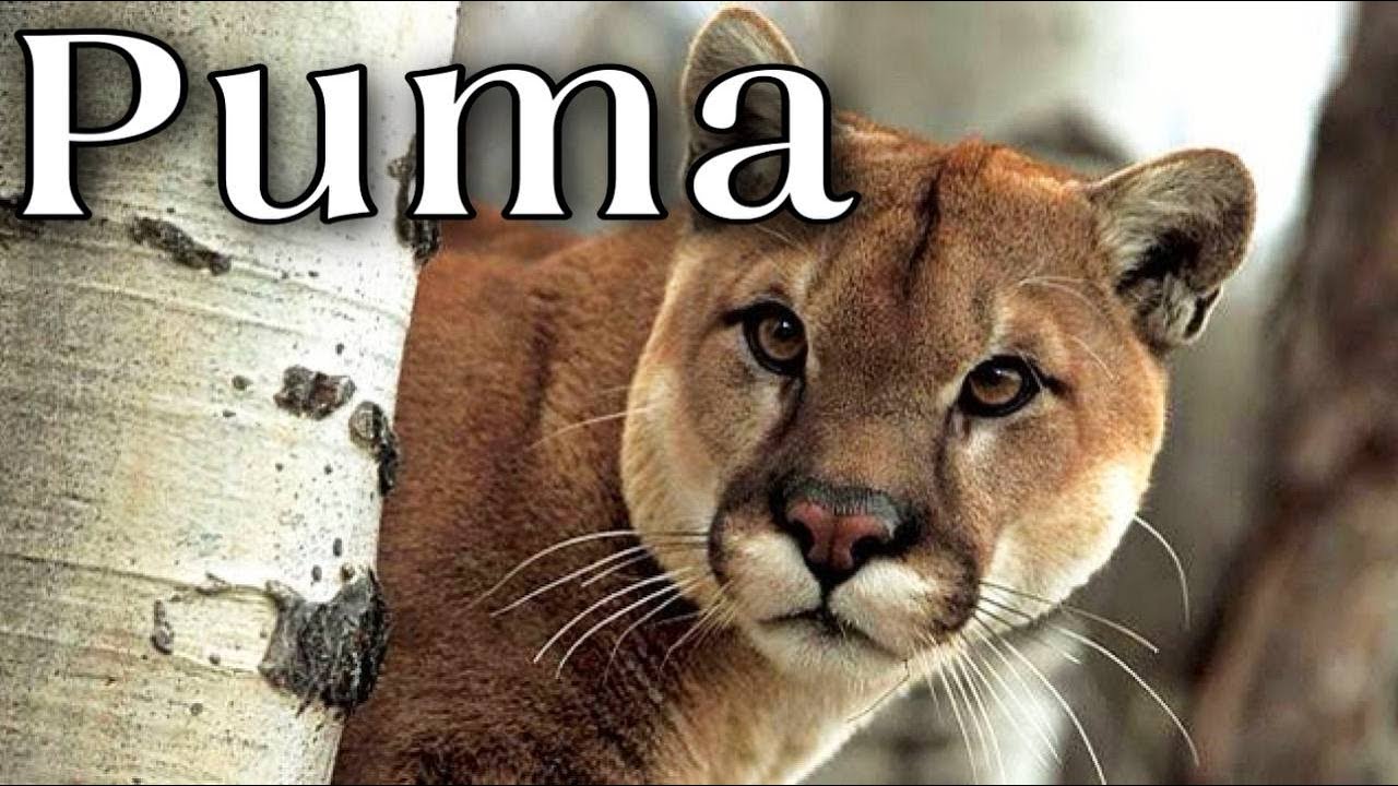 Животное Пума с надписью. Puma interesting facts. Амазинг пума