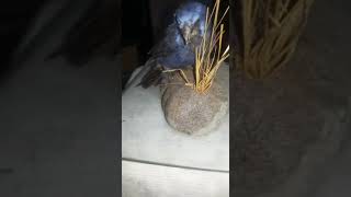 Reyna Mora 1982 Y 1997 Esto Es Amor De Pluma 2021