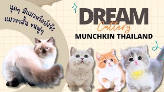 Dream Cattery ฟาร์มแมวนำเข้า : ฟาร์มแมวมันช์กิ้น ราคากว่า 6 หลัก !!