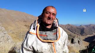 Kilometrelerce Yürüyerek Ulaştıkları Dağlık Alanda Kaya Balı Hasadı Yaptılar