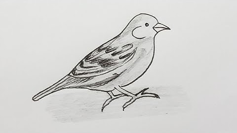 sparrow drawing tutorial
