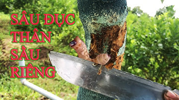 PHÒNG VÀ TRỊ SÂU ĐỤC THÂN SẦU RIÊNG HIỆU QUẢ