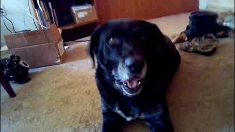 Bosco singing. He went on to Greener Pastures 7-14...