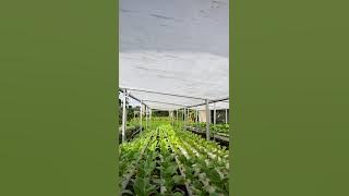 Kebun ASA Farm Jogja di Pagi Hari