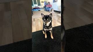 Teaching my Shiba Inu tricks for fun