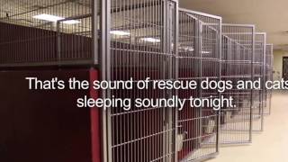 LET'S Empty The Shelter
