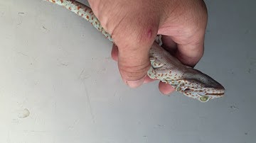 Tắc kè hoa giá rẻ , 0913398911