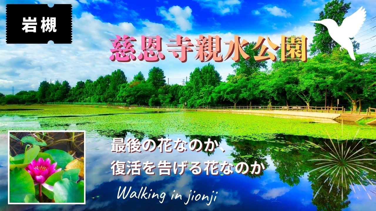 2026年の奇跡】慈恩寺親水公園・絶滅したと思われた睡蓮が咲いた…岩槻