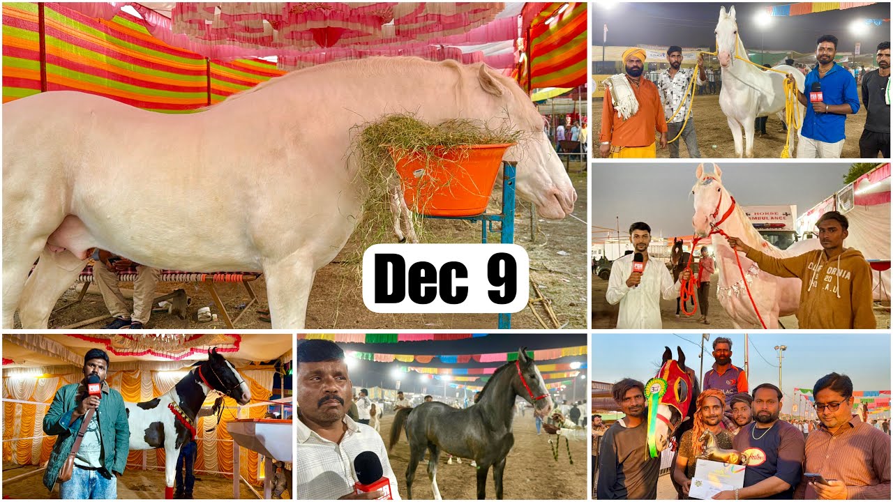 Chetak Festival Sarangkheda Horse Fair Dec 9, 2025 Vlog | Horse Market | Ghoda Mandi | Mela
