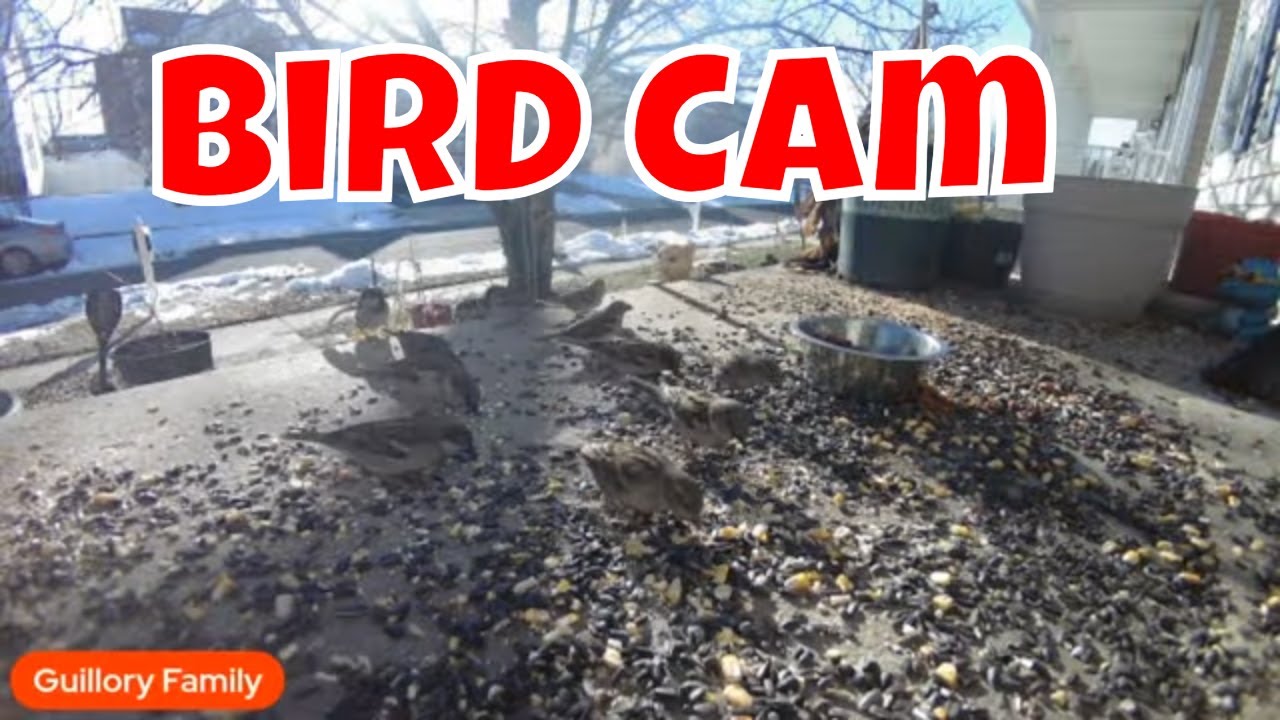 Live Bird Cam And Stray Cat Cam Tuesday! 🐿🦌😻🐦 - YouTube