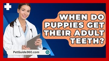 When Do Puppies Get Their Adult Teeth? - PetGuide360.com