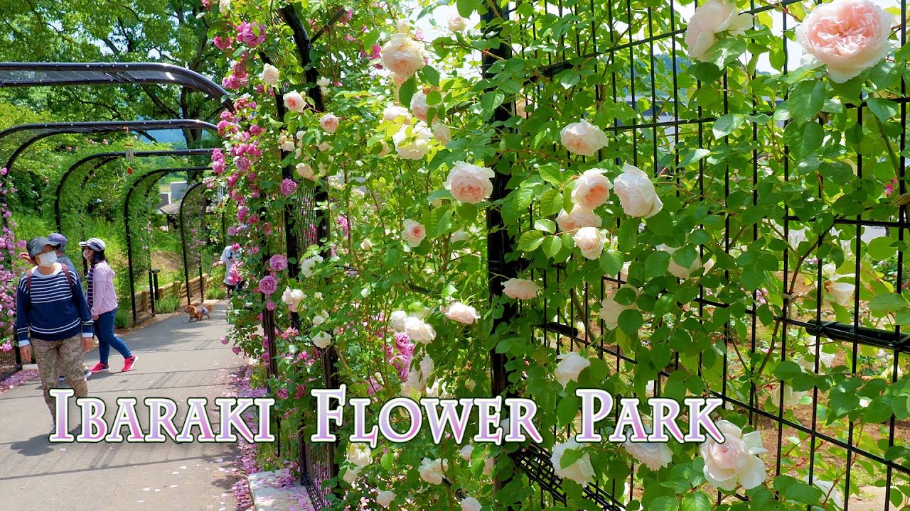 Reopen after renovation: Ibaraki Flower Park 2021. リニューアルオープン #いばらきフラワーパーク #4K
