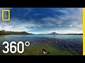 Swimming With Bears in 360° | National Geographic