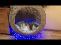 Мастер класс-Домик для кошки из Шпагата Урок№3 Вход в шар. House ball for a cat made of jute twine