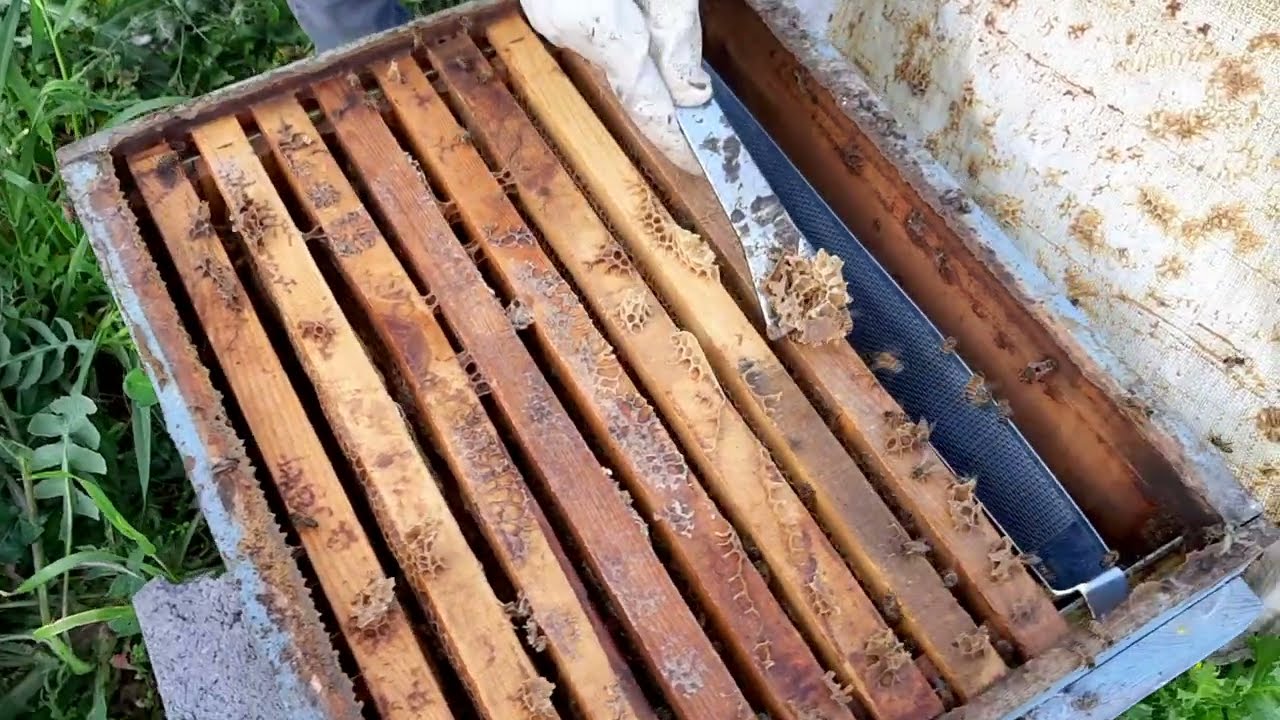 Kovanlar sönmüş. Şerbet verme. Kovan kontrol. .26/03/2023    #bee #arıcılık #beekeeping #varroa